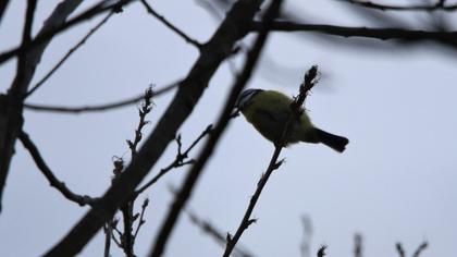 Eurasian Blue Tit