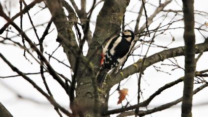 Great Spotted Woodpecker