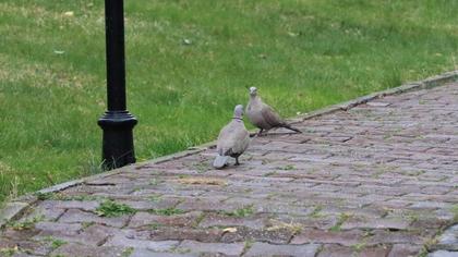Eurasian Collared Dove