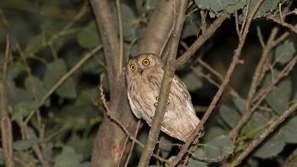 Pallid Scops Owl
