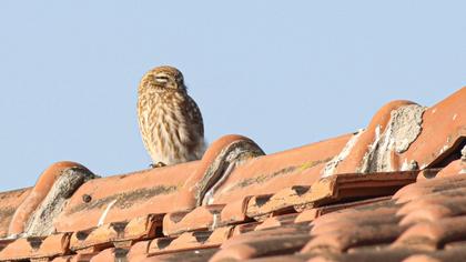 Little Owl