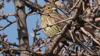 Cirl Bunting