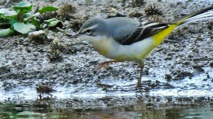 Grey Wagtail
