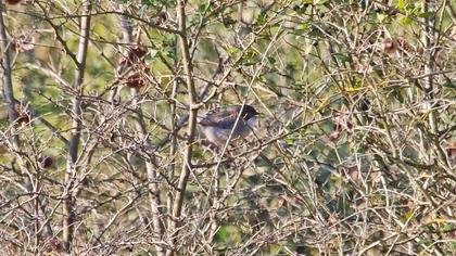 Sardinian Warbler
