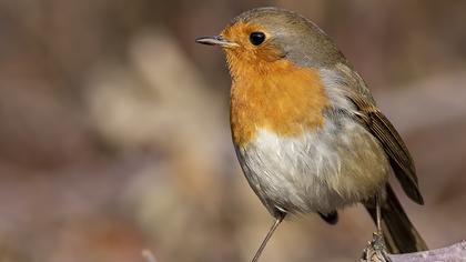European Robin