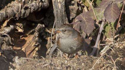 Dunnock
