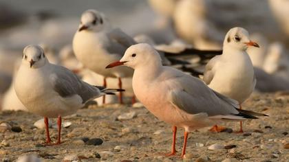 Slender-billed Gull