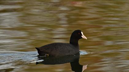 Eurasian Coot