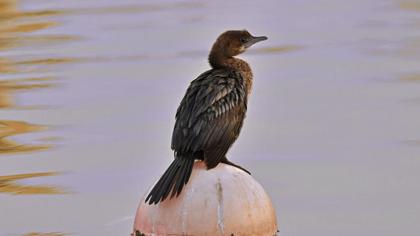 Pygmy Cormorant