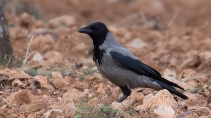 Hooded Crow