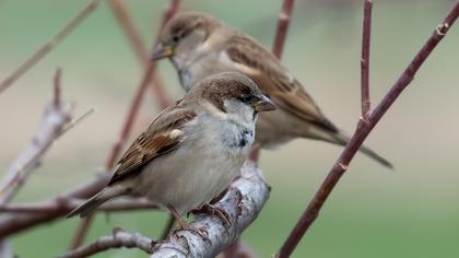House Sparrow