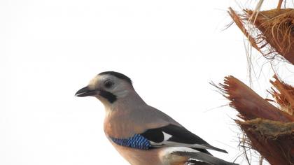 Eurasian Jay