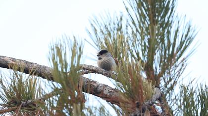 Long-tailed Tit