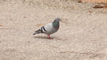 Rock Dove