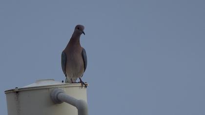 Laughing Dove