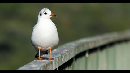 Black-headed Gull