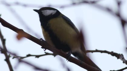 Great Tit