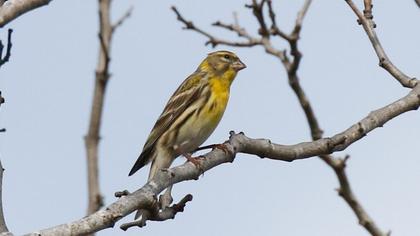 European Serin