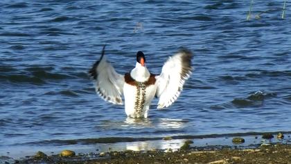 Common Shelduck