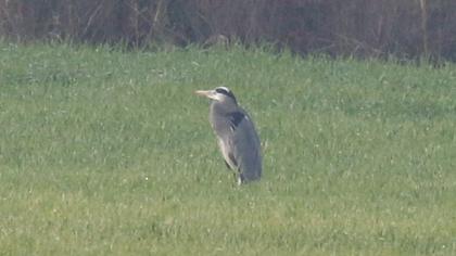 Grey Heron