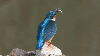 Common Kingfisher