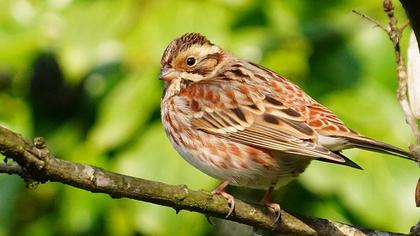 Rustic Bunting