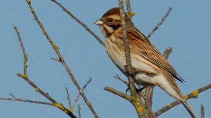 Common Reed Bunting