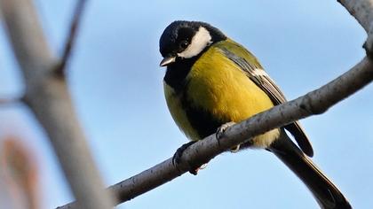 Great Tit