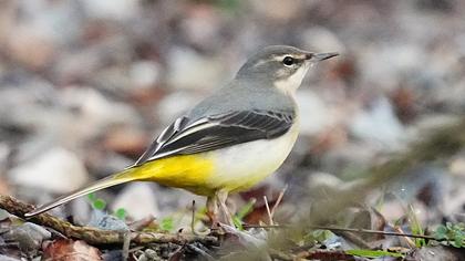 Grey Wagtail