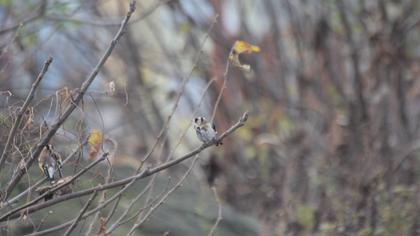 European Goldfinch