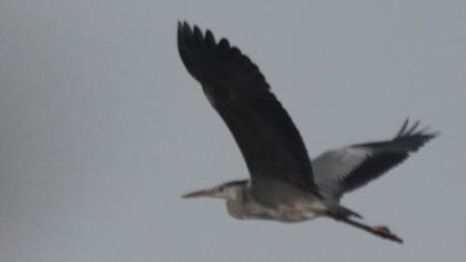 Grey Heron