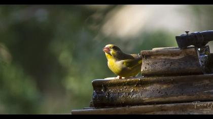 European Greenfinch
