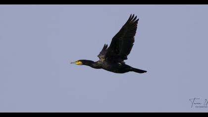 Great Cormorant