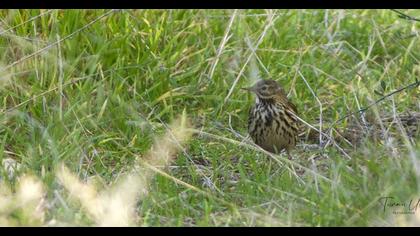 Meadow Pipit
