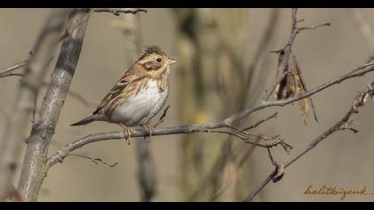 Rustic Bunting