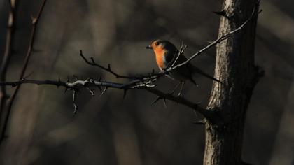 European Robin