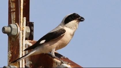 Lesser Grey Shrike