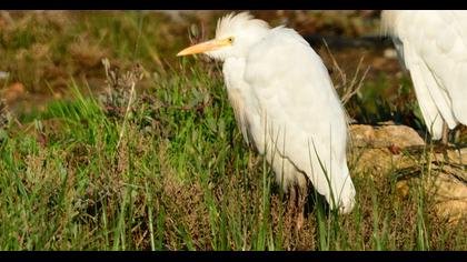 Western Cattle Egret