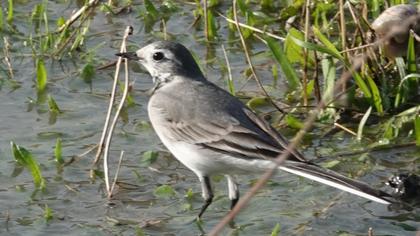 White Wagtail