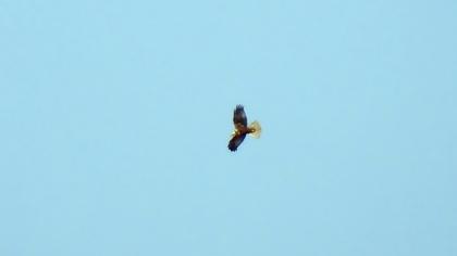 Western Marsh Harrier