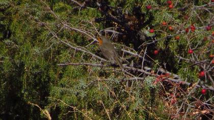 European Robin