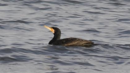 Great Cormorant