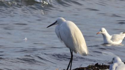 Küçük ak balıkçıl