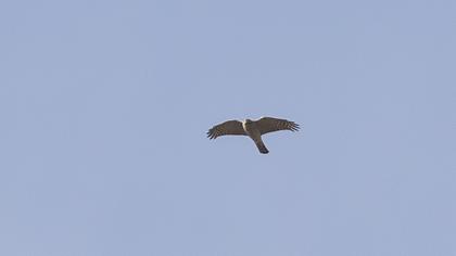 Eurasian Sparrowhawk