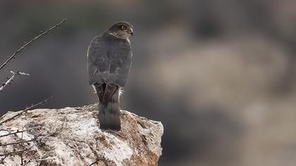 Eurasian Sparrowhawk