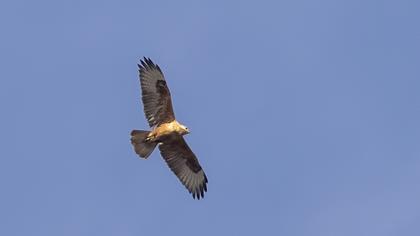 Long-legged Buzzard
