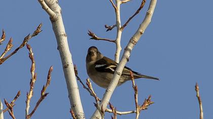 Common Chaffinch