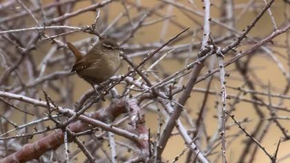 Eurasian Wren
