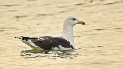 Great Black-backed Gull