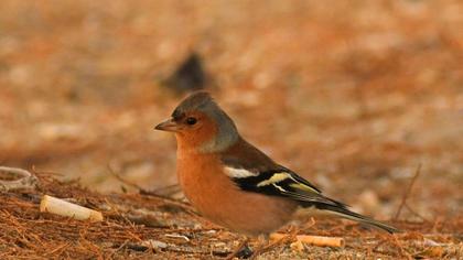 Common Chaffinch